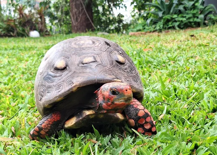 Casa Em Meio A Natureza - Ideal Para Casal Rio de Janeiro